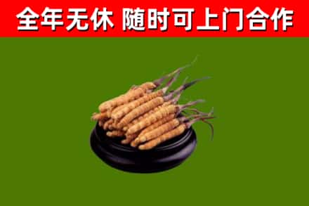 会泽县烟酒回收冬虫夏草.jpg
